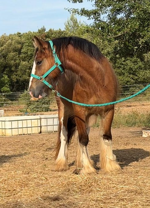 Nashi — Hongre Irish Cob